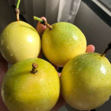 广西百香果，钦蜜9号