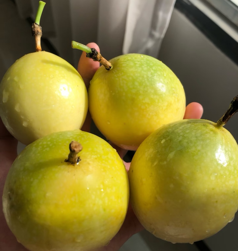 广西百香果，钦蜜9号
