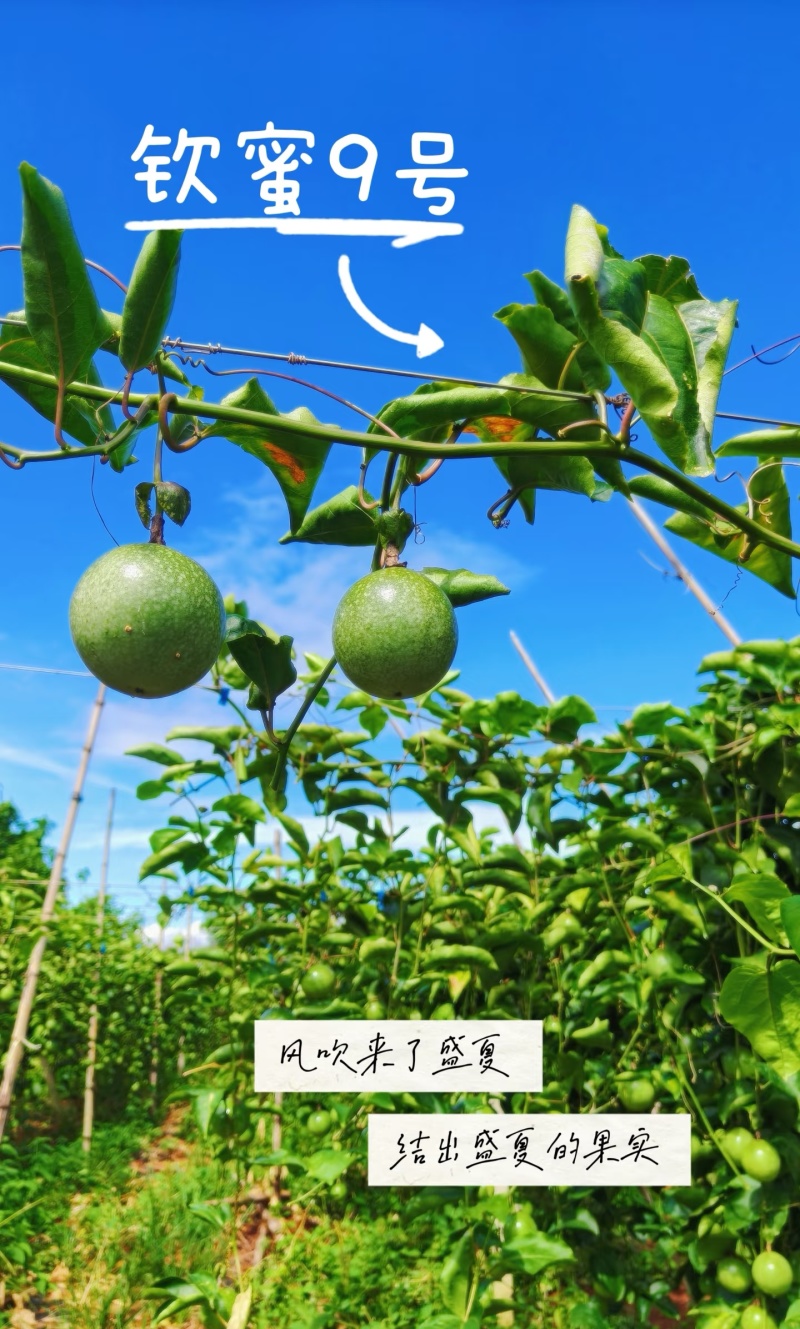 广西百香果，钦蜜9号