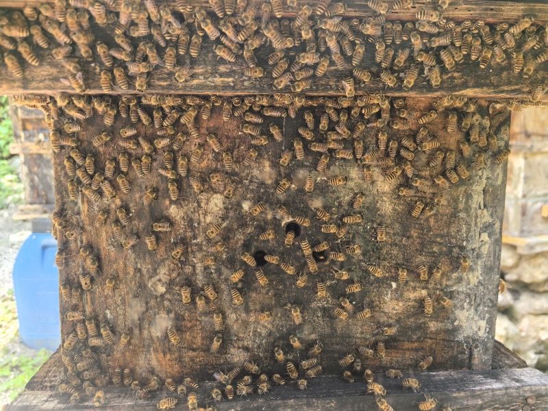 兴山土蜂蜜
