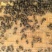 兴山土蜂蜜