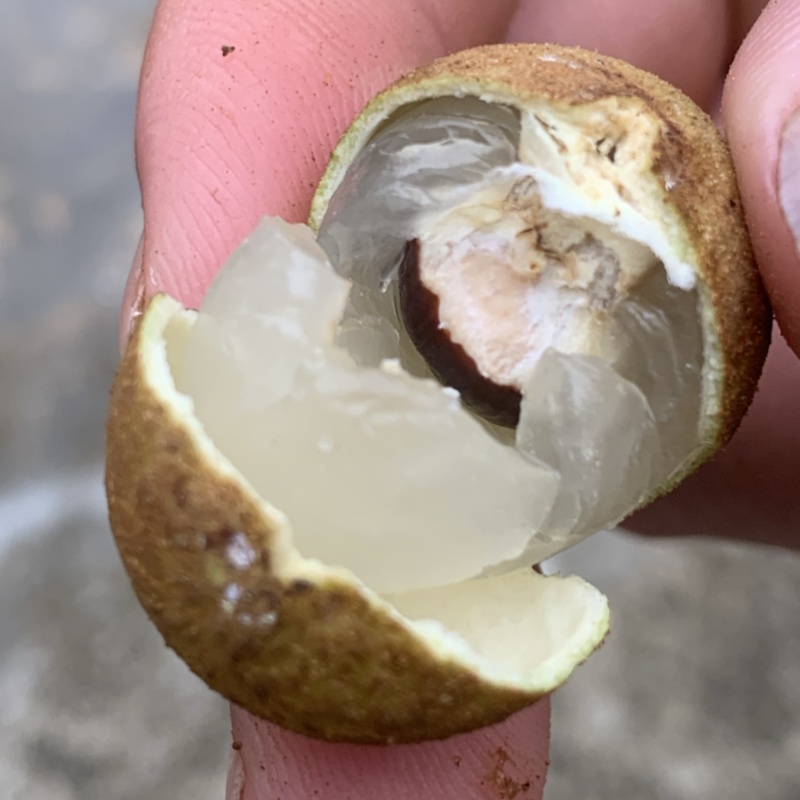 广西水果石峡龙眼
