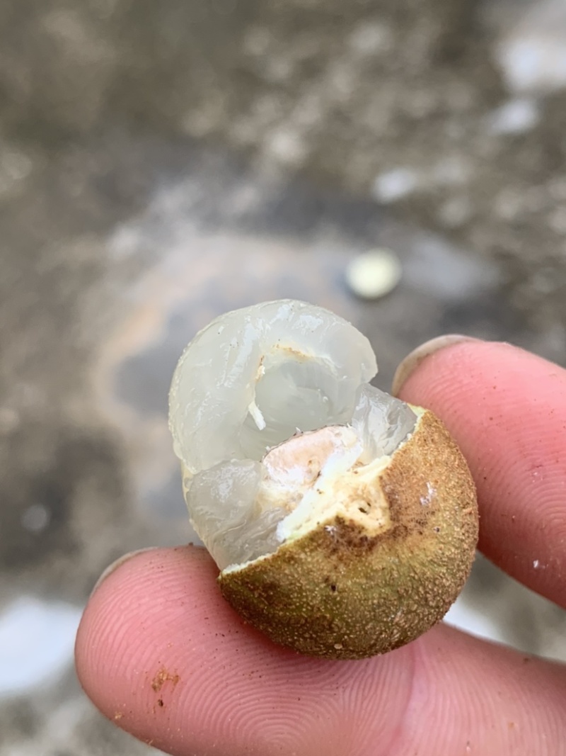 广西水果石峡龙眼