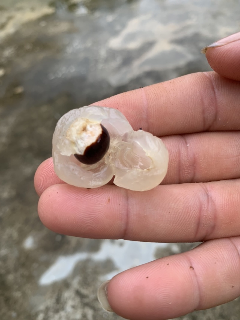 广西水果石峡龙眼