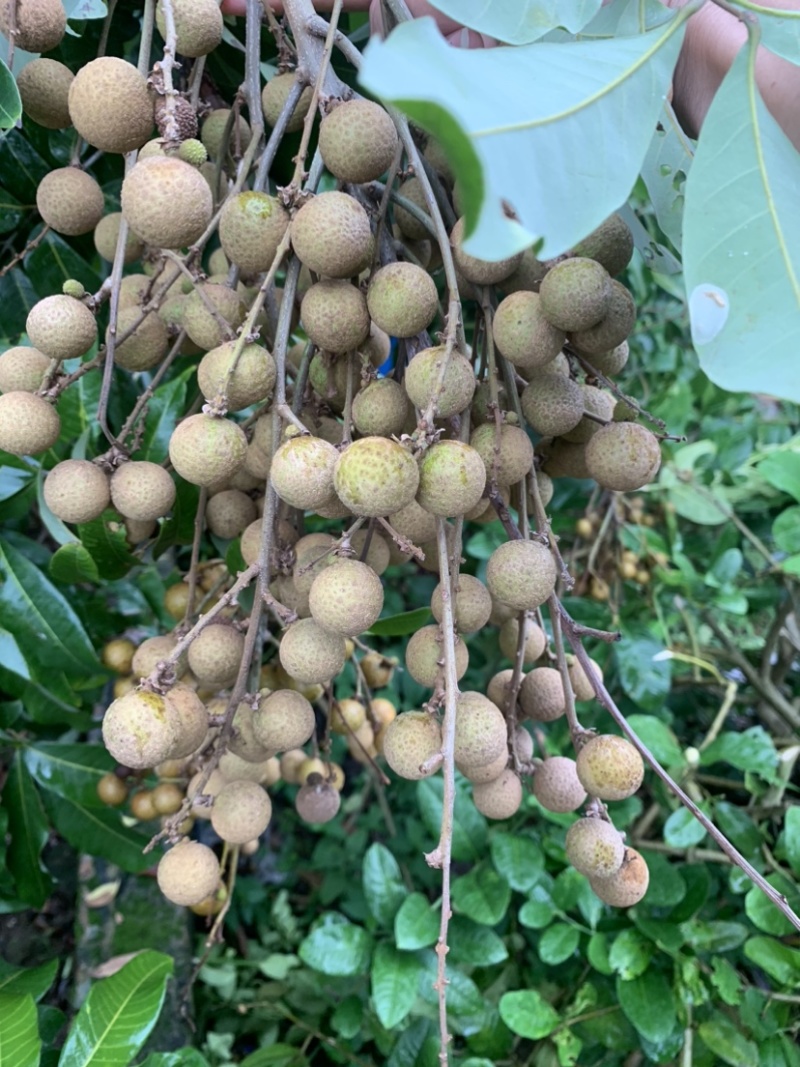 广西水果石峡龙眼
