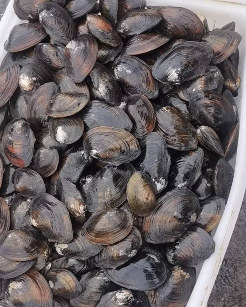 河蚌