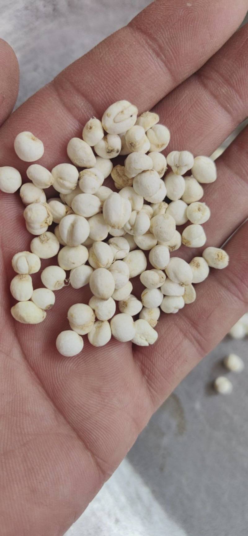 平贝东北平贝，0.6小豆贝