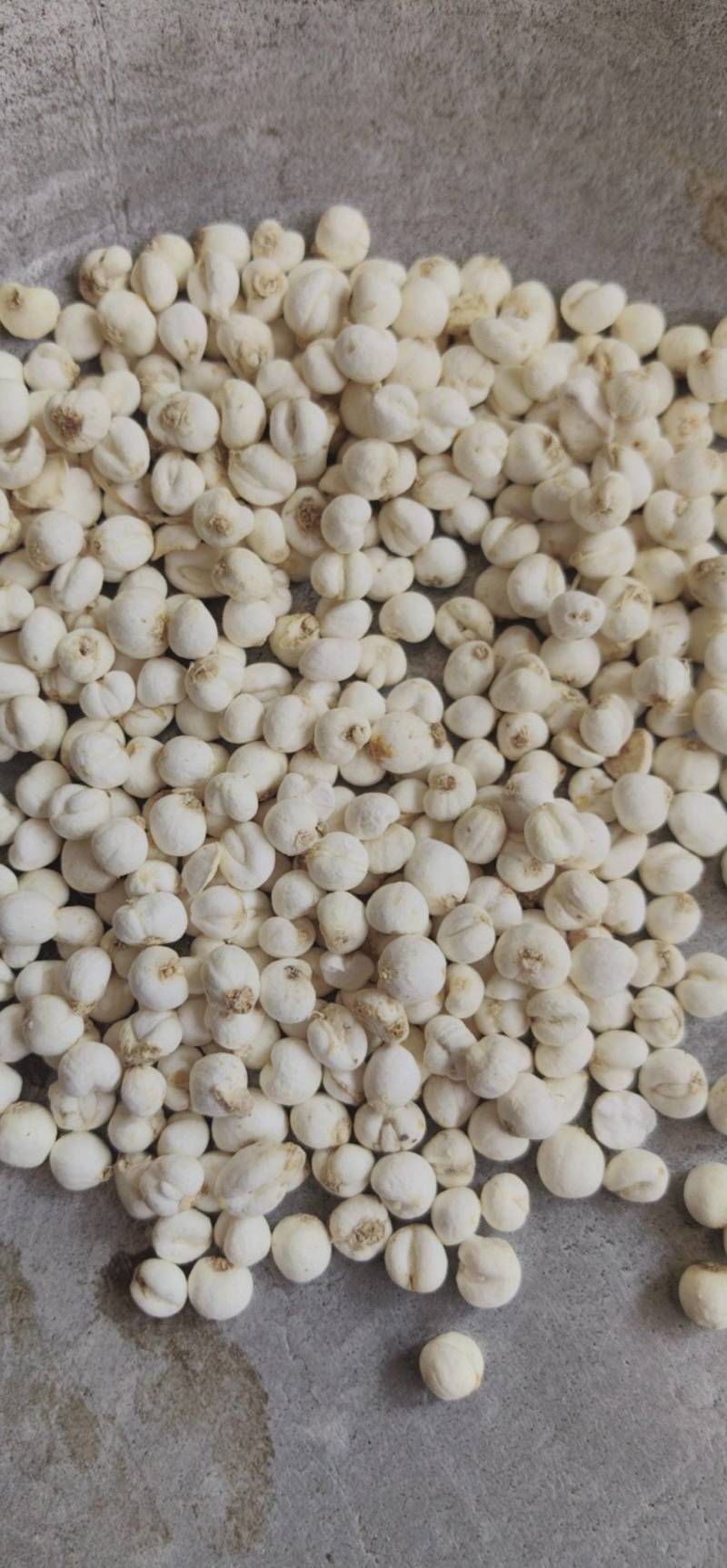 平贝东北平贝，0.6小豆贝