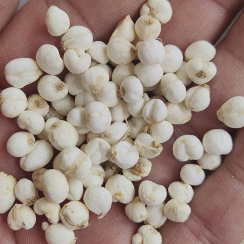 平贝东北平贝，0.6小豆贝