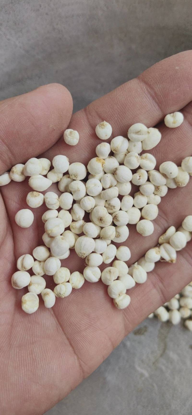 平贝东北平贝，0.6小豆贝