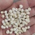 平贝东北平贝，0.6小豆贝