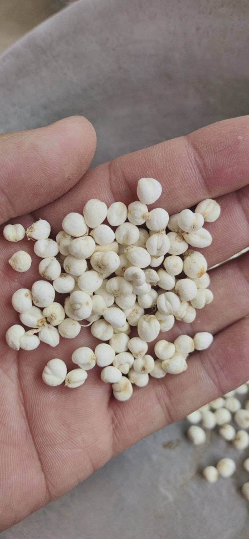 平贝东北平贝，0.6小豆贝