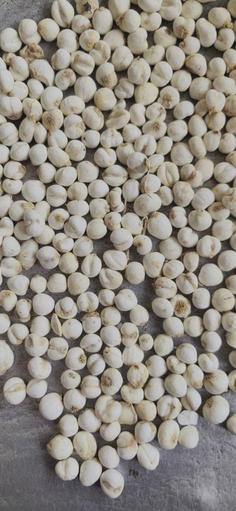 平贝东北平贝，0.6小豆贝
