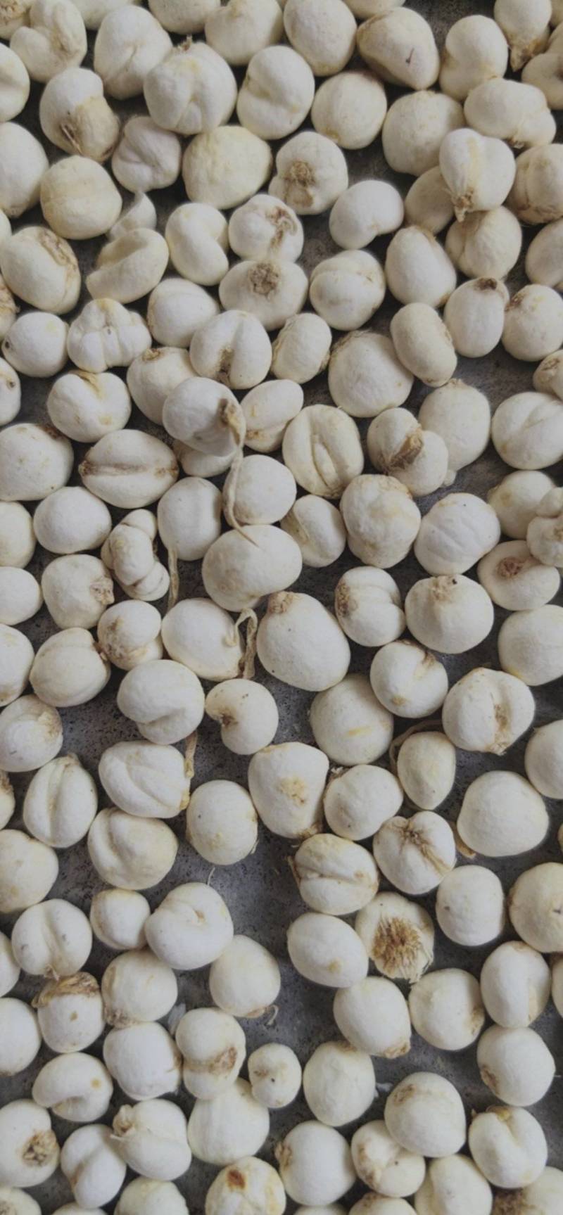 平贝东北平贝，0.6小豆贝
