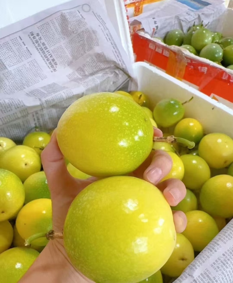 龙岩黄金百香果