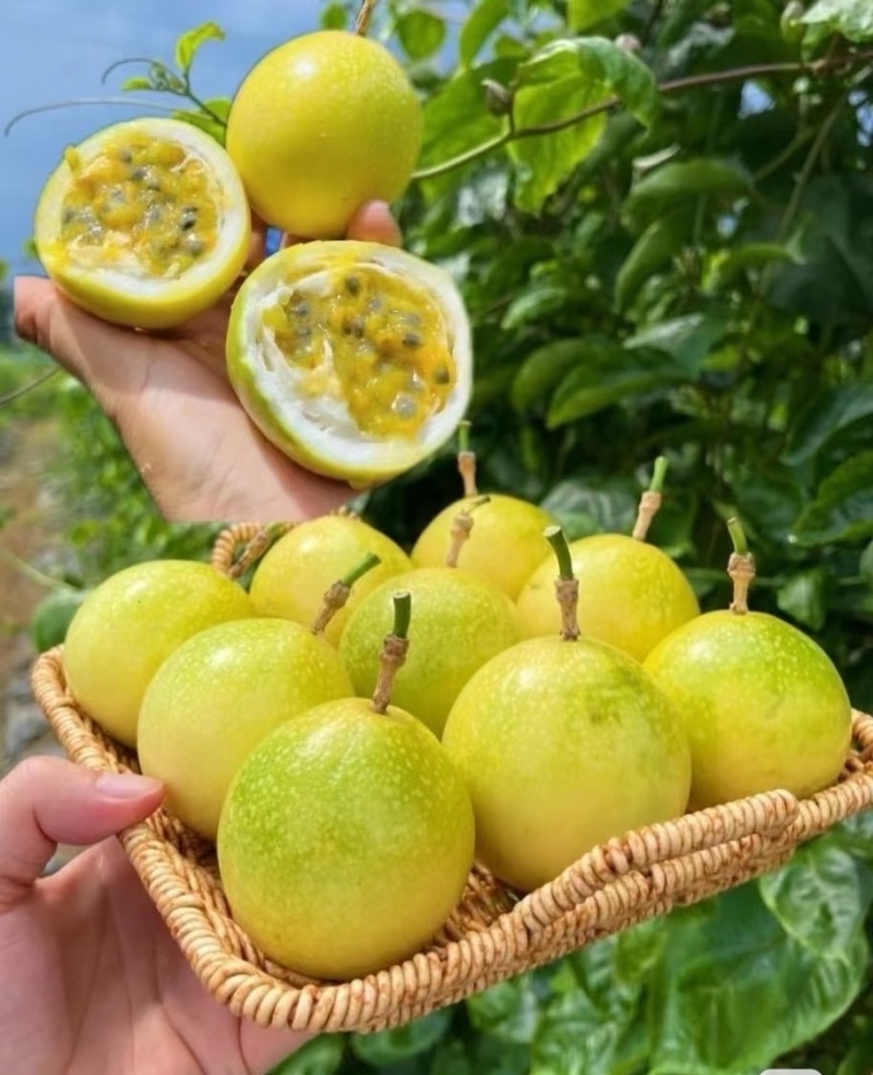 龙岩黄金百香果