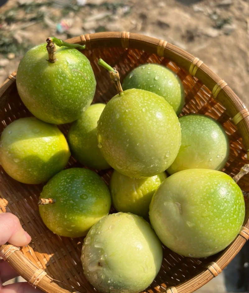 龙岩黄金百香果