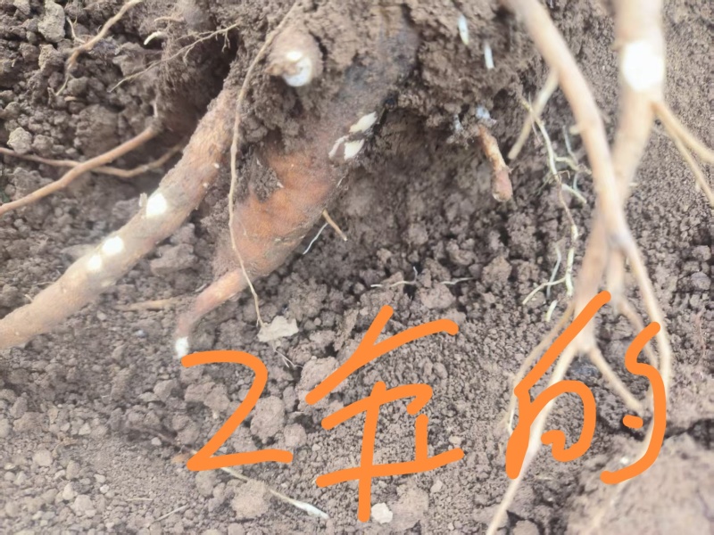 优质亳州白芍芽，三年可挖包成活包技术包回收