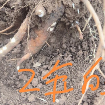 优质亳州白芍芽，三年可挖包成活包技术包回收