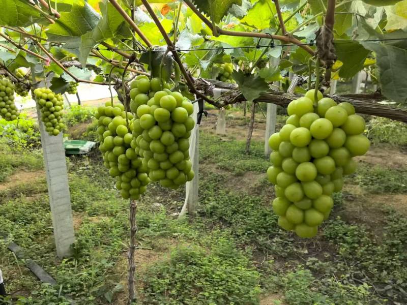 湖北潜江市精品阳光玫瑰。大量上市。承接市场电商商超