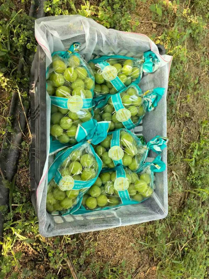 湖北潜江市精品阳光玫瑰。大量上市。承接市场电商商超