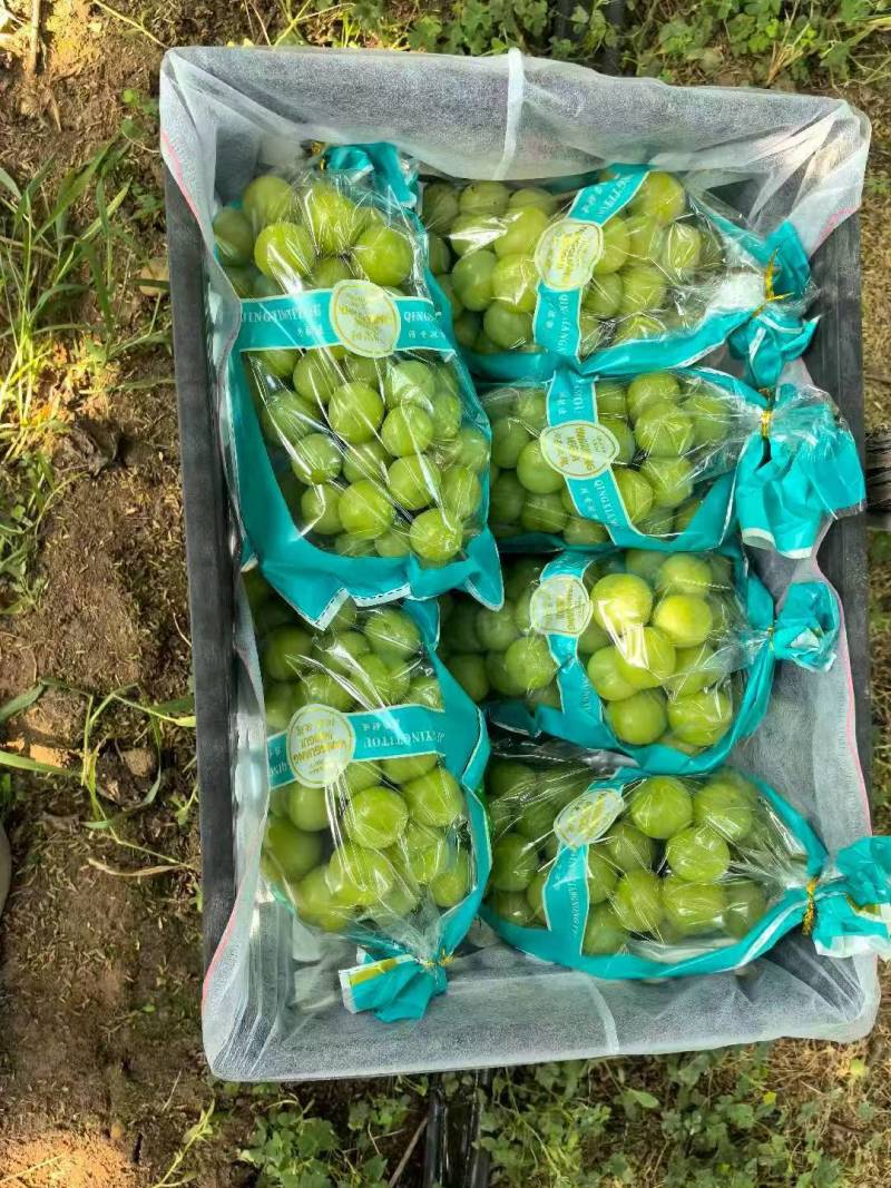 湖北潜江市精品阳光玫瑰。大量上市。承接市场电商商超