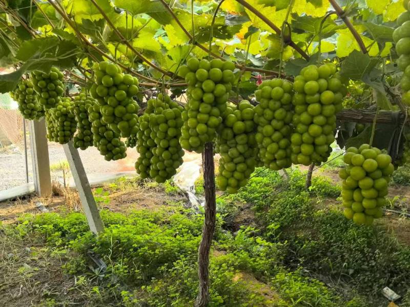 湖北潜江市精品阳光玫瑰。大量上市。承接市场电商商超