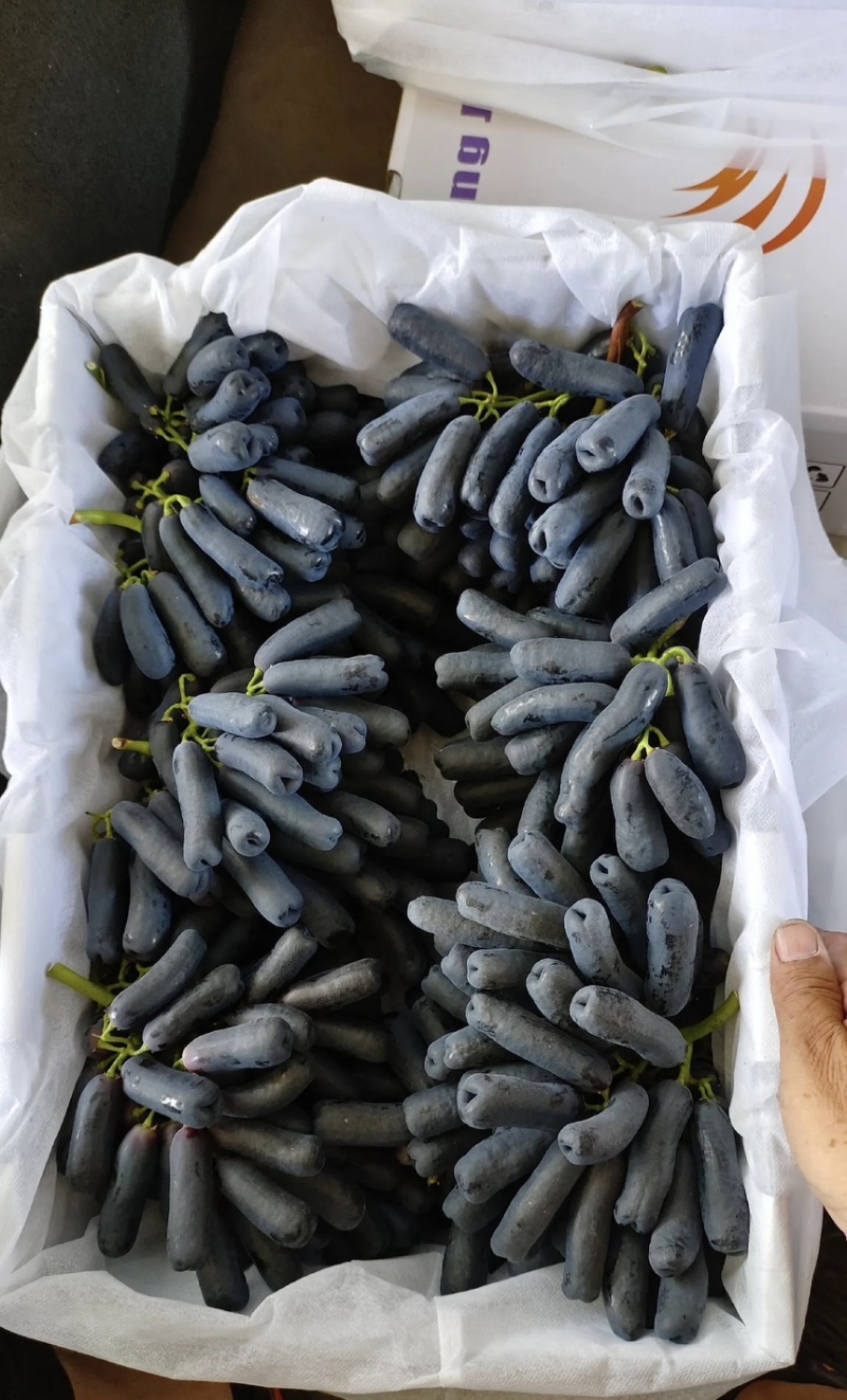 蓝宝石葡萄