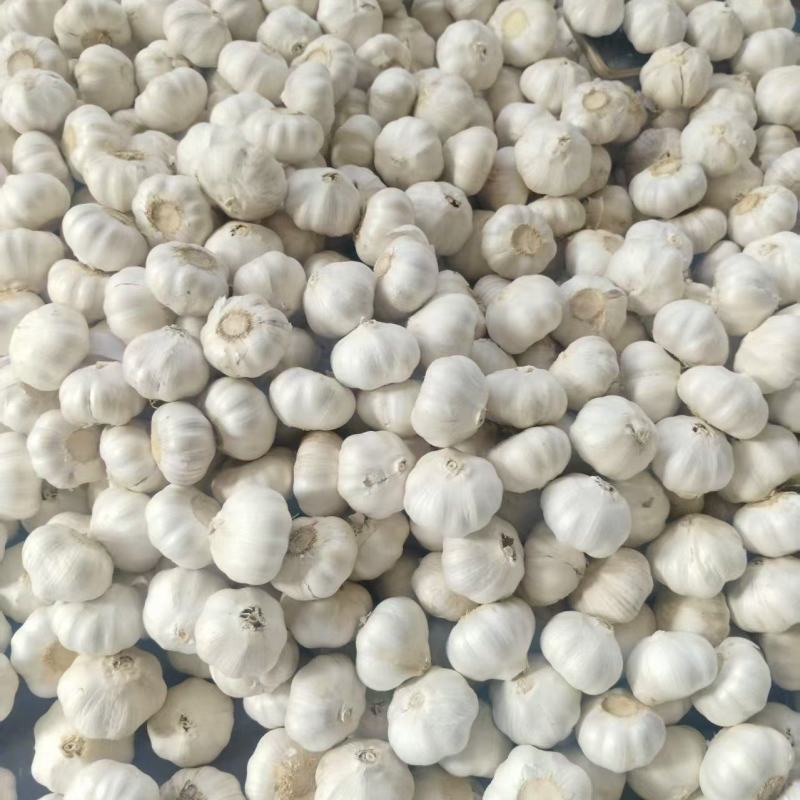 大蒜金乡大蒜/普白蒜/白皮大蒜/供出口/市场电商