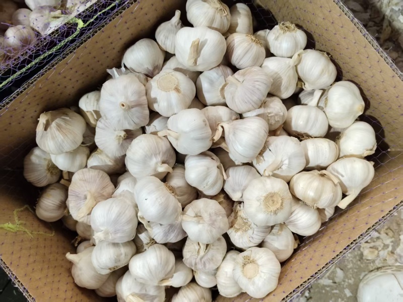 大蒜金乡大蒜/普白蒜/白皮大蒜/供出口/市场电商