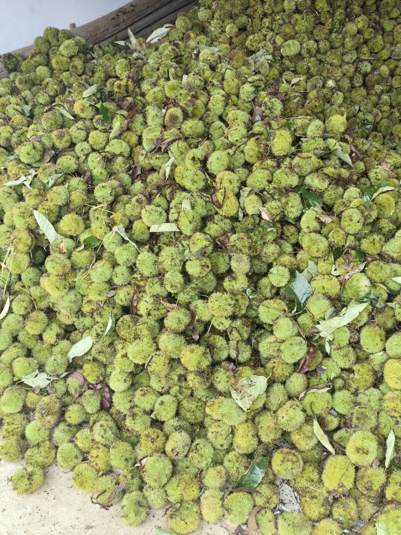 优质新鲜板栗刺球