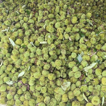 优质新鲜板栗刺球