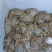 新疆大闸蟹预计9月分上市