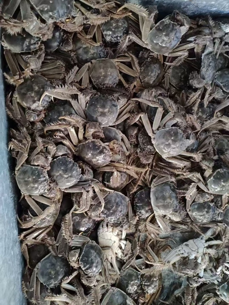 新疆大闸蟹预计9月分上市