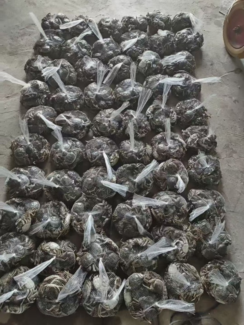 新疆大闸蟹预计9月分上市