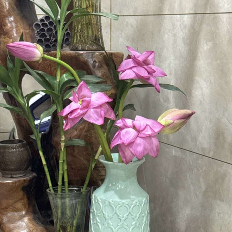 鲜荷花