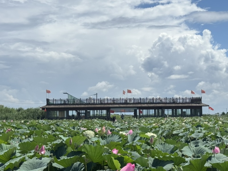 鲜荷花