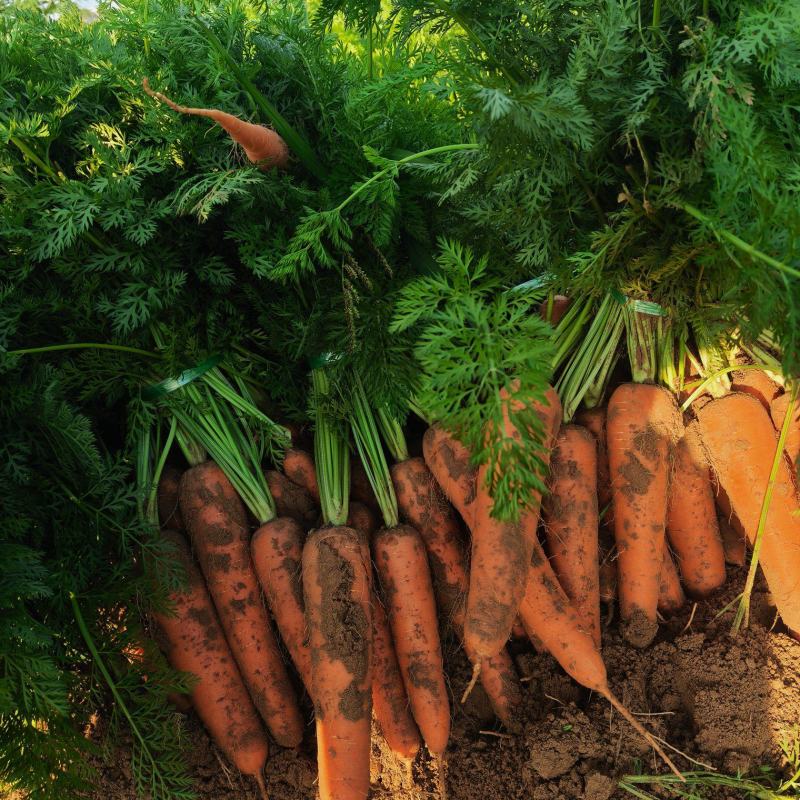 陕北沙地大红胡萝卜，承接和平台商超加工厂