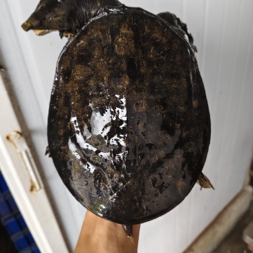 外塘冷水黑花甲鱼