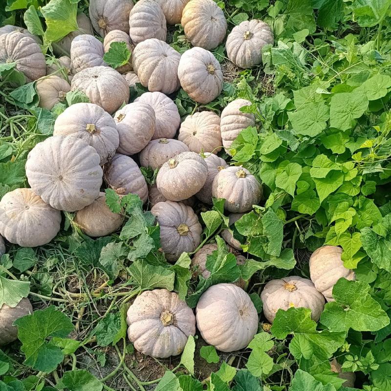 湖南，岳阳君山区，精品204，大量上市，保质保量支持全国