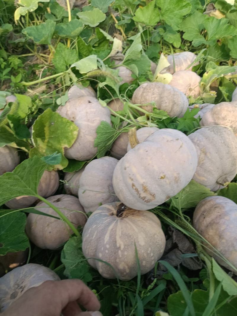 湖南，岳阳君山区，精品204，大量上市，保质保量支持全国