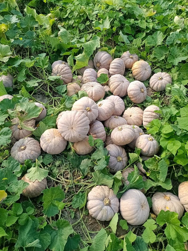 湖南，岳阳君山区，精品204，大量上市，保质保量支持全国