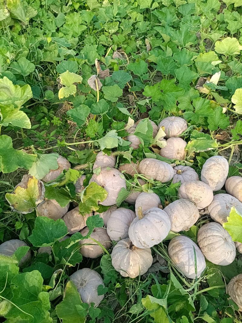 湖南，岳阳君山区，精品204，大量上市，保质保量支持全国