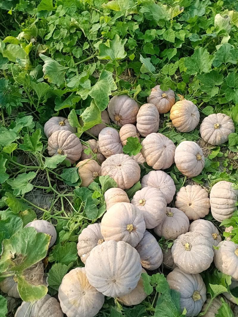 湖南，岳阳君山区，精品204，大量上市，保质保量支持全国