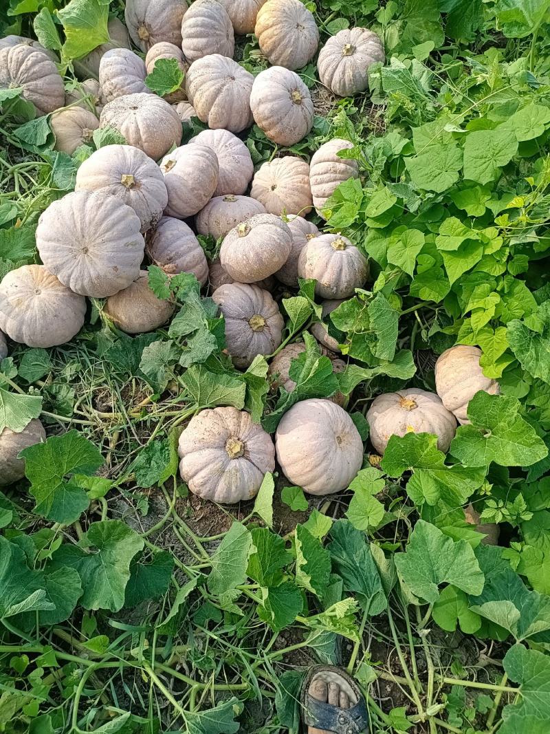 湖南，岳阳君山区，精品204，大量上市，保质保量支持全国