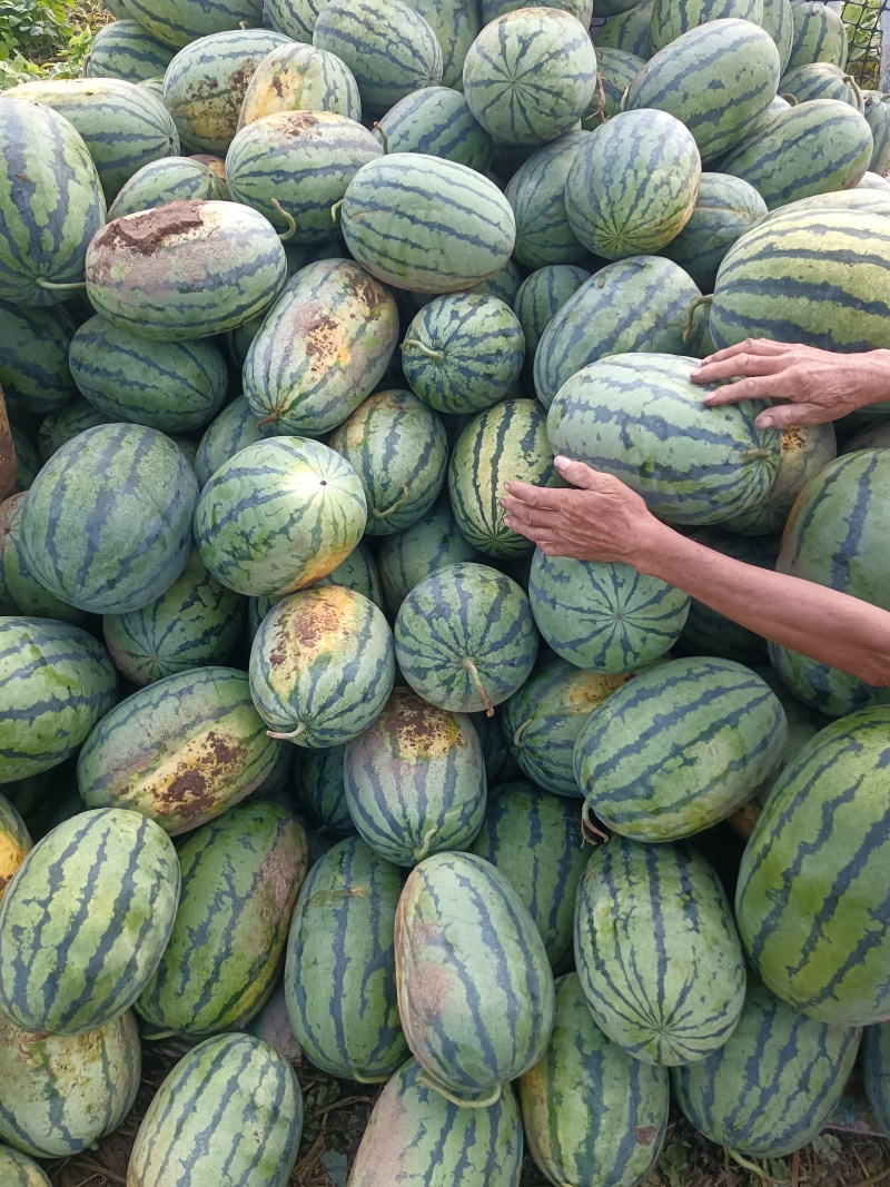 农科大，河北西瓜，阳原西瓜，蔚县西瓜，张家口西瓜