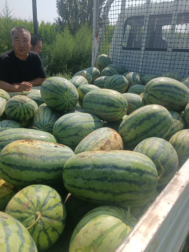 农科大，河北西瓜，阳原西瓜，蔚县西瓜，张家口西瓜