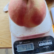 离核毛桃迎秋蜜纯甜质优货量大