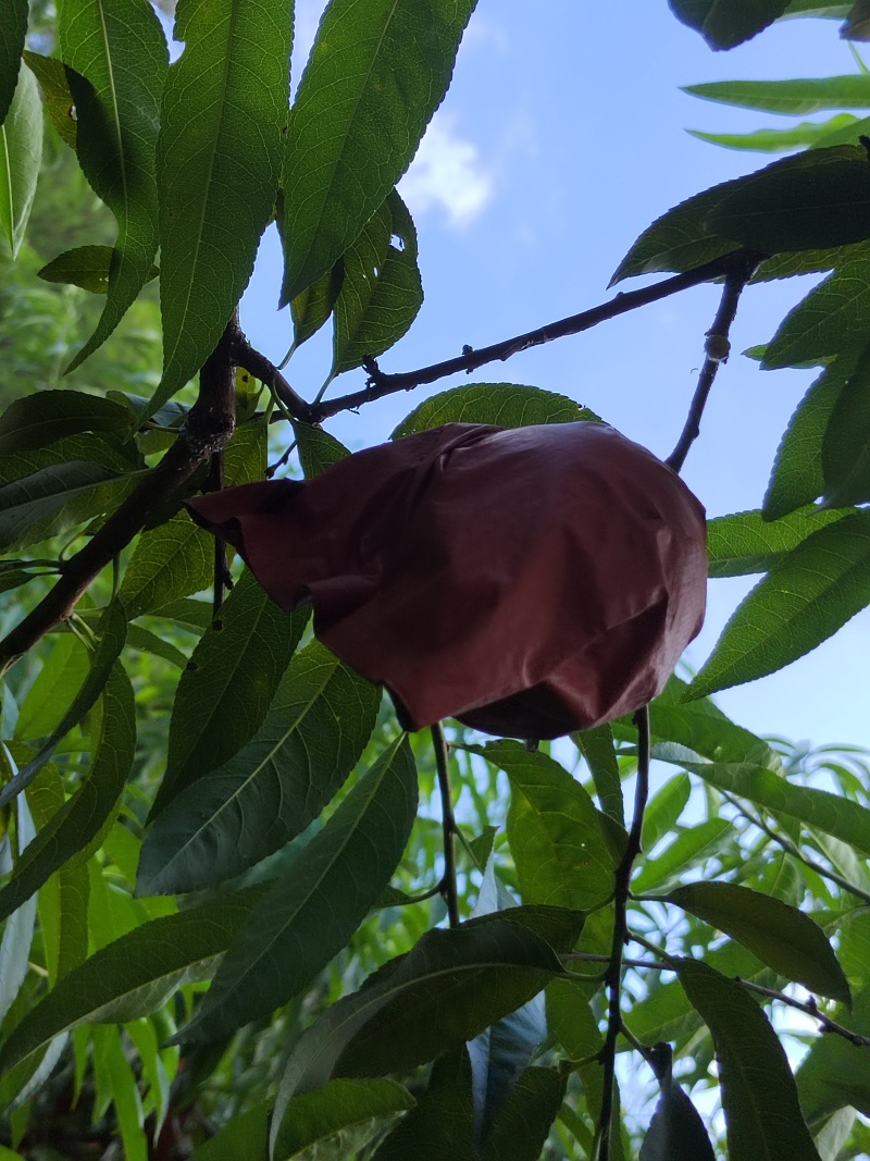 黑冲黄桃现场采摘可，需要的老板请前往果园验货现场收购谢谢