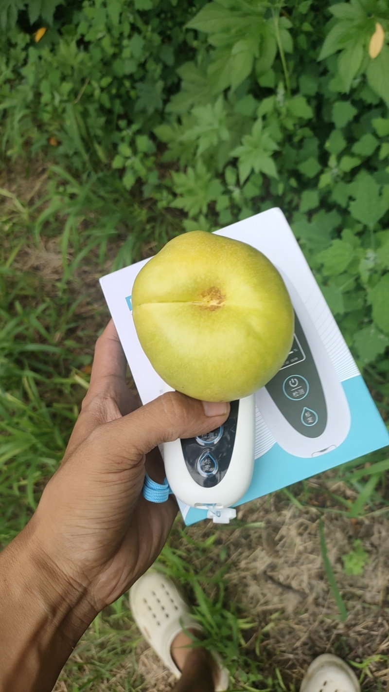 *后的油蟠桃，8.18号左右开园